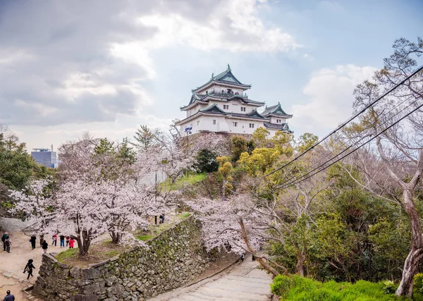 Wakayama Şatosu, kiraz çiçekleriyle tepenin üstünde duruyor.