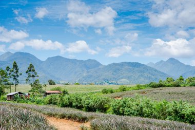 Malaybalay, Bukidnon, Filipinler 'deki ananas tarlası