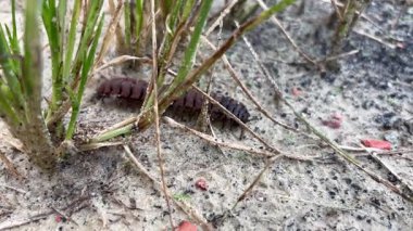 Millipede Crawling on Wet Ground After Rain