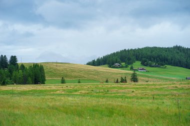 Avusturya Alpleri 'nin ağaçlı tepeleri. Yamaçtaki ağaçların arasındaki renkli otlaklar. Yağmurlu bir günde güzel doğa manzarası