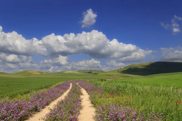 Frühling Zwischen Apulien Und Basilikata Hügelige Landschaft Mit Landstraße Durch — Stockfoto