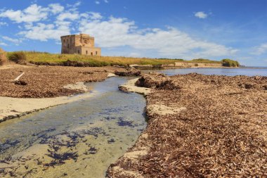 Apulia manzara: Torre Guaceto Doğa Rezervi, İtalya. Wellspring deniz kaynağı kıyı şeridinde kumlu plajları ve posidonia birikimlerini geçer: arka planda ortaçağ muhafız kulesi. 
