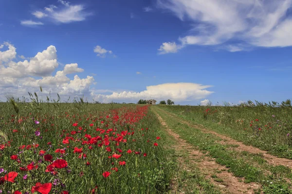 Landschaft Mit Bauernhaus Und Landstraße Durch Feldmohn Grüne Und Blühende — Stockfoto