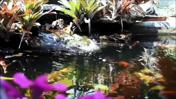 Barevné Koi Ryby Zahradním Jezírku — Stock video