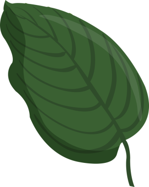 Yeşil Tropikal Yaprağın Görünümü