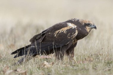 yere besleme Batı marsh harrier (sirk aeruginosus)