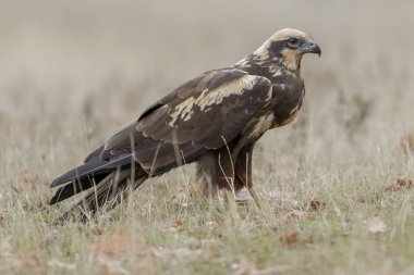 yere besleme Batı marsh harrier (sirk aeruginosus)