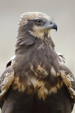 Batı marsh harrier (sirk aeruginosus)