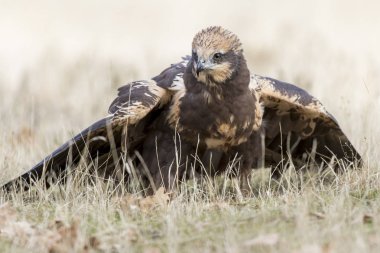 yere besleme Batı marsh harrier (sirk aeruginosus)