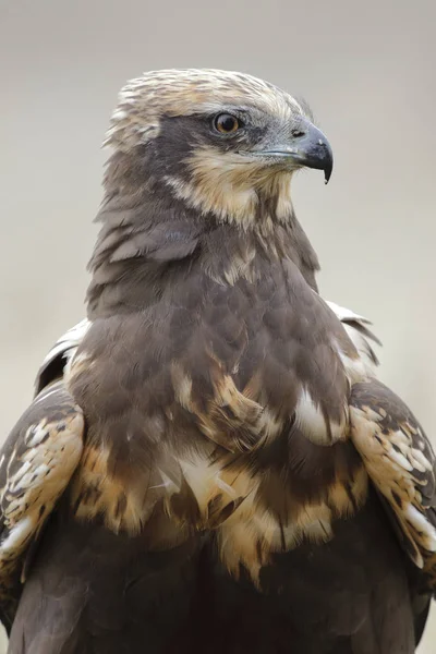 Harrier Pântano Ocidental Circus Aeruginosus — Fotografia de Stock