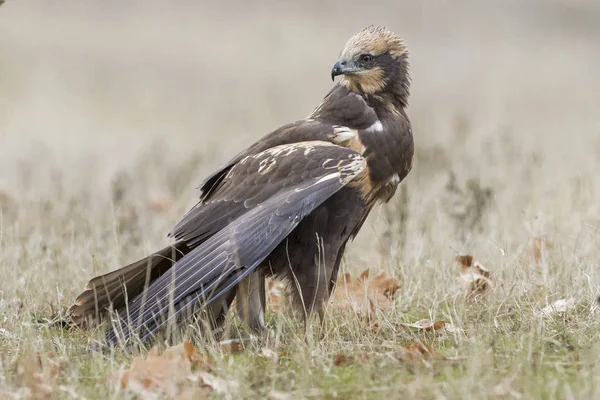 yere besleme Batı marsh harrier (sirk aeruginosus)