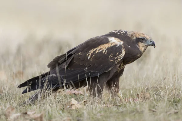 yere besleme Batı marsh harrier (sirk aeruginosus)