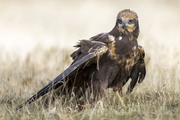 Western Marsh Harrier Circus Aeruginosus Feeding Ground — Stock Photo, Image