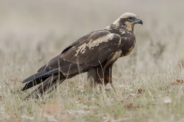 Harrier Pântano Ocidental Circus Aeruginosus Alimentando Chão — Fotografia de Stock