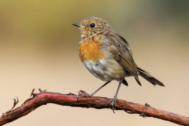 Juvenil Avrupa ağaç dalı tıraşlama Robin (Erithacus rubecula). İspanya