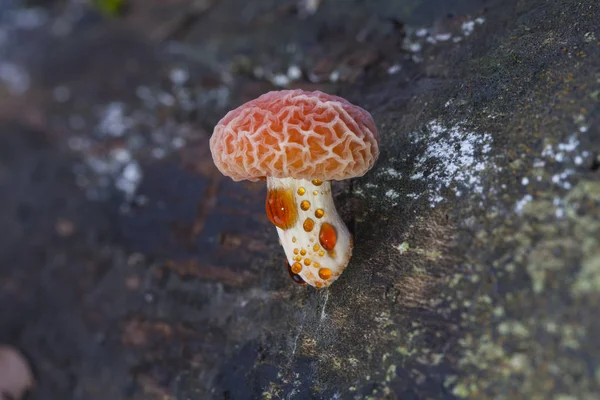 Rhodotus Palmatus Sur Souche Dans Forêt — Photo