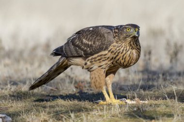 Genç çakır kuşu, Accipiter gentilis, yere besleme. İspanya