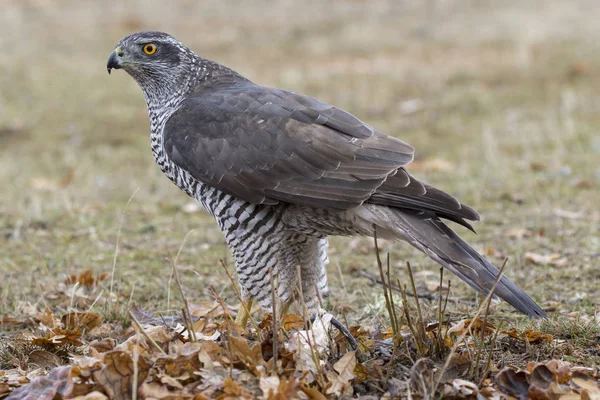 Autour Des Palombes Adultes Accipiter Gentilis Espagne — Photo