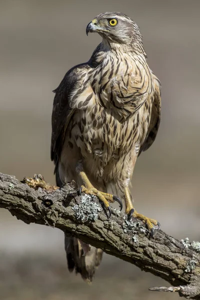 Genç çakır kuşu, Accipiter gentilis, ormanın bir dal üzerinde tünemiş. İspanya