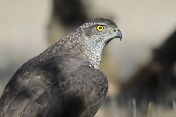 Yetişkin kuzey çakır kuşu yakın çekim. Accipiter gentilis. İspanya
