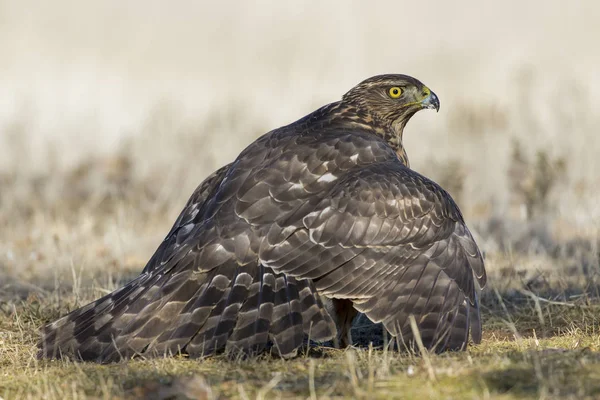 Молодий Goshawk Яструб Gentilis Годування Землі Іспанія — стокове фото