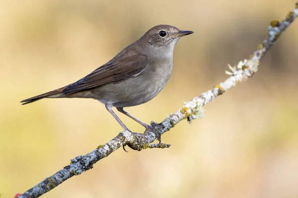 Gemeine Nachtigall Luscinia Megarhynchos Die Auf Einem Ast Thront — Stockfoto