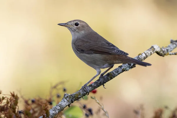 Ortak bülbül, (Luscinia megarhynchos), bir dal yeşil bir arka plan üzerinde tünemiş. İspanya
