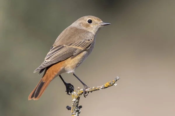 Загальні Жіноча Горихвістка Phoenicurus Phoenicurus Іспанія — стокове фото