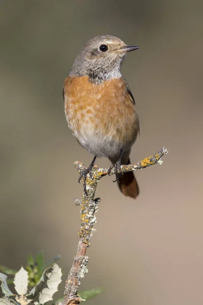 Masculino Frequentes Redstart Phoenicurus Phoenicurus Espanha — Fotografia de Stock