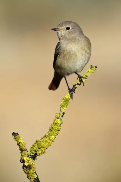 Κοινή Γυναίκα Redstart Phoenicurus Phoenicurus Ισπανία — Φωτογραφία Αρχείου