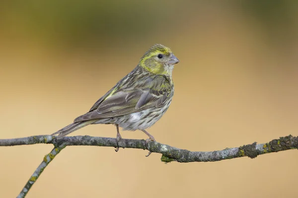 Serin Serinus Serinus Femelle Sur Une Branche Couverte Lichen Len — Photo