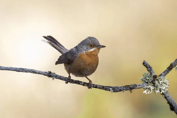 Subalpines Grasmückenmännchen Sylvia Cantillans Thront Auf Einem Ast — Stockfoto