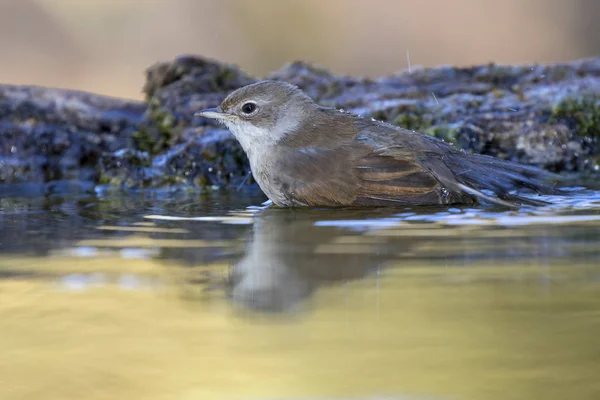 Gola Bianca Comune Sylvia Communis Che Bagno Ruscello — Foto Stock