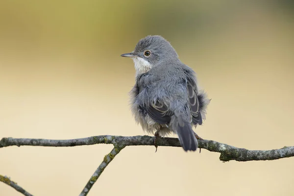 Subalpines Grasmückenweibchen Sylvia Cantillans Thront Auf Einem Ast Auf Einem — Stockfoto