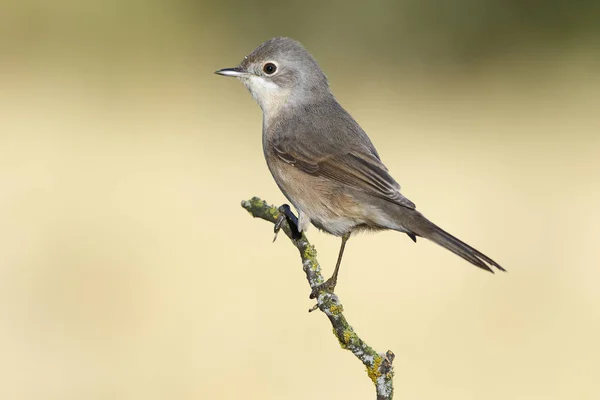 Subalpines Grasmückenweibchen Sylvia Cantillans Thront Auf Einem Ast Auf Einem — Stockfoto