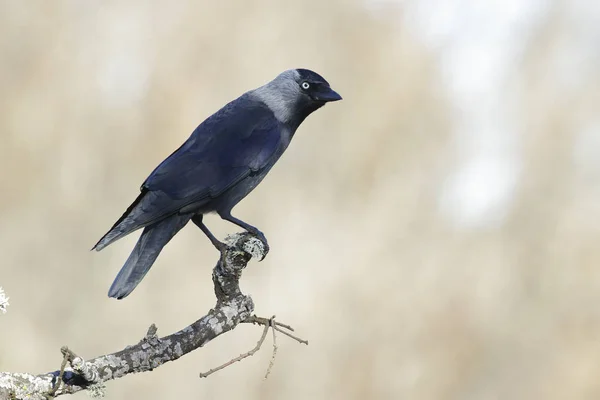 Jackdaw de l'Ouest (Corvus monedula), perché sur une branche d'arbre. Espagne — Photo