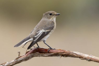 Sinekkapan (Ficedula hypoleuca) kış tüyleri ile levrek tünemiş.