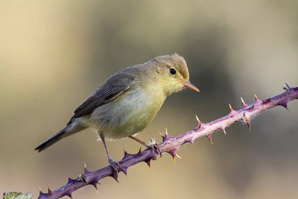 Melodiosa warbler (Hippolais polyglotta), perched on a branch of blackberry against an unfocused background — Stock Photo, Image