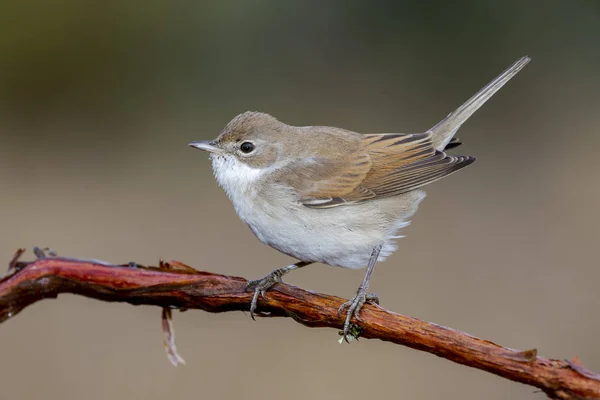 Weiße Kehle (sylvia communis) thront auf einem Ast in freier Natur. — Stockfoto