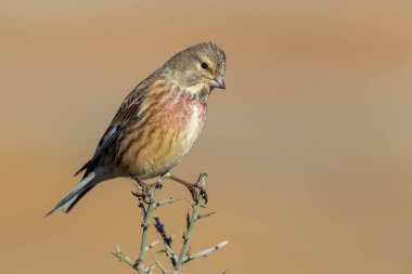 Ortak linnet erkek (carduelis cannabina) bulanık bir doğal arka plan karşı bir dal üzerinde tünemiş. İspanya