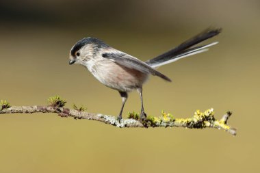 Uzun kuyruklu Tit, (Aegithalos caudatus), komik bir duruş bulanık bir arka plan üzerinde dal üzerinde tek kuş