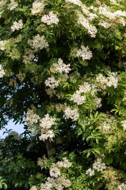 Baharda açan eski bir Avrupa siyahının (Sambucus nigra) seçici odak noktası. İspanya
