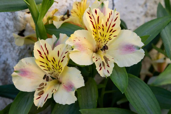 Alstroemeria Chiamato Anche Giglio Del Perù Giglio Degli Incas Focus — Foto Stock