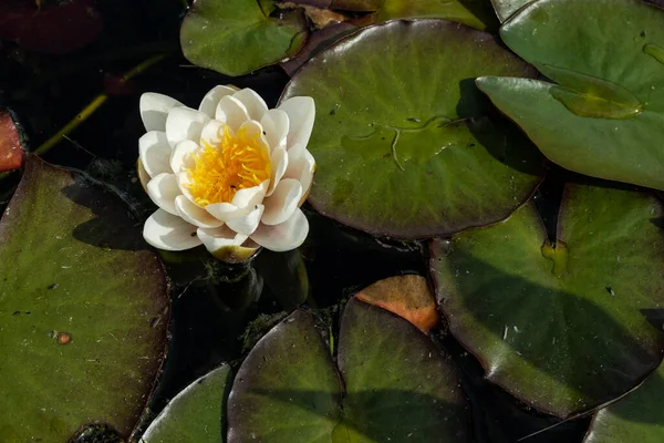 池に白い睡蓮を咲かせる ストックフォト