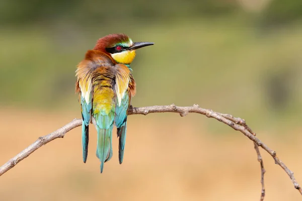 Abejero Europeo Individual Merops Apiaster Encaramado Una Rama Disparo Horizontal — Foto de Stock