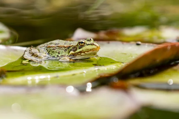 Ιβηρικός Πράσινος Βάτραχος Pelophylax Perezi Μεταξύ Των Μαξιλαριών Κρίνων Ισπανία Φωτογραφία Αρχείου