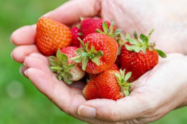 Bir kızın elindeki ilk organik çilek hasadının seçici odak noktası. İspanya