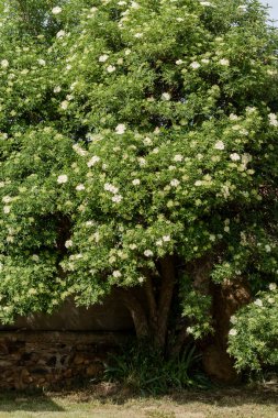 Eski Avrupa siyahı (Sambucus nigra), baharda çiçek açmıştır. İspanya