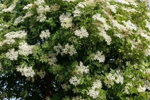 Foco Seletivo Velho Negro Europeu Sambucus Nigra Florescendo Primavera Espanha — Fotografia de Stock