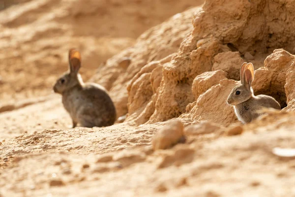 Europäisches Kaninchen Oder Gemeines Kaninchen Oryctolagus Cuniculus Zwei Exemplare Die — Stockfoto